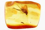 Rare Fossil Micro Fairy Wasp & Fungus Gnat In Baltic Amber #346672-1